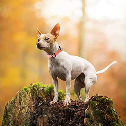 Reflective Dog Collar and Leash Set