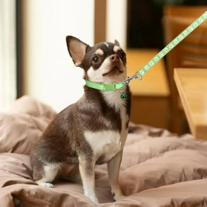 3 Pack Puppy Collar and Leashes Cat