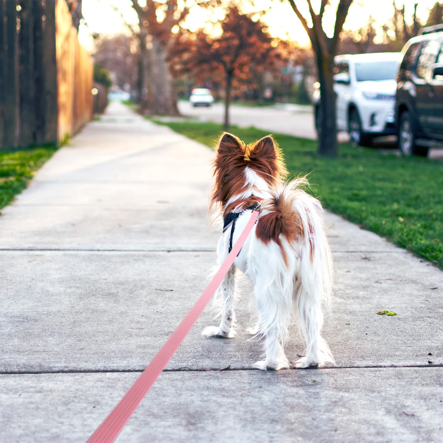 1.8M 3M 5M 10M  PVC Dog Leash  Waterproof
