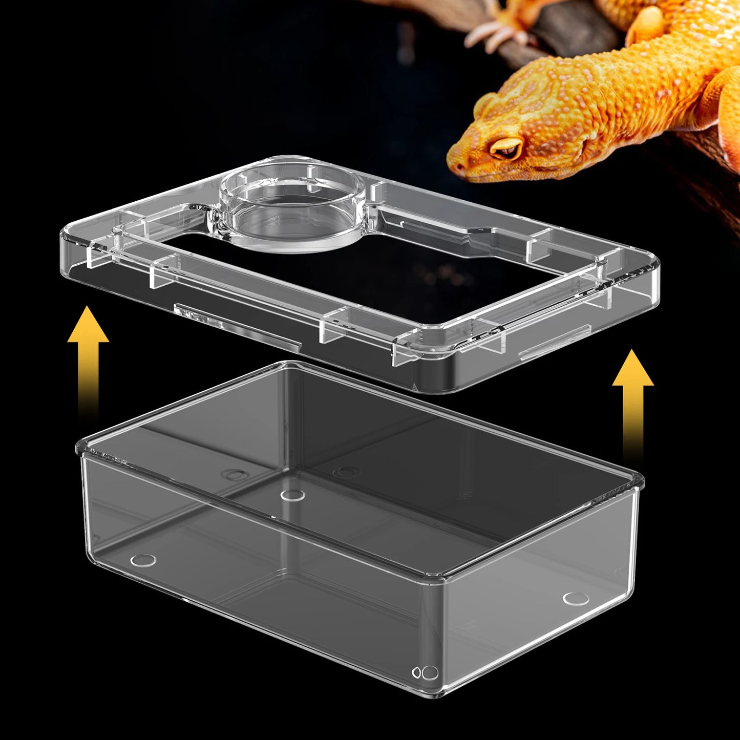 Feeding bowls and water bowls for reptile lizards and geckos